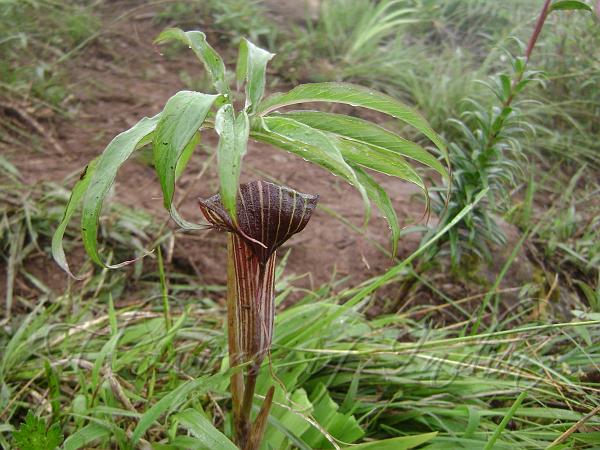 Blushing Cobra Lily